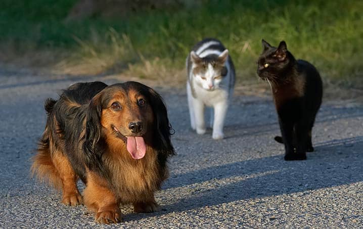 Cachorro e dois gatos passeando
