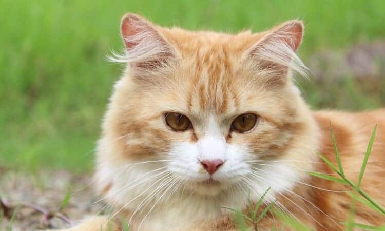 gato seitado na grama olhando atentamente para um ponto.