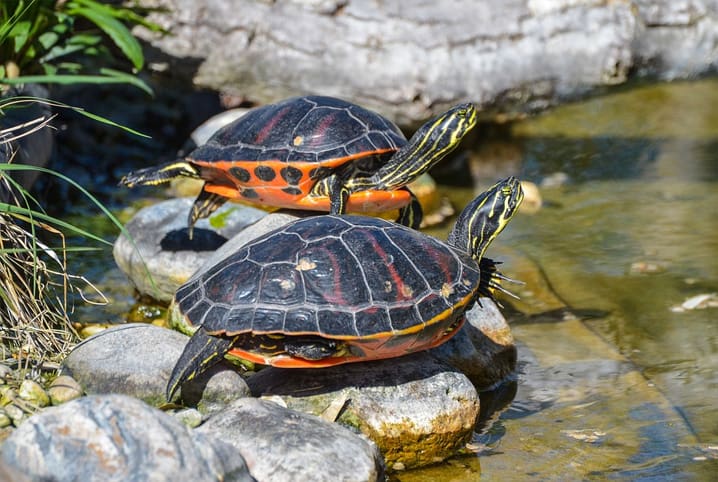 duas tartarugas na beirada de um lago