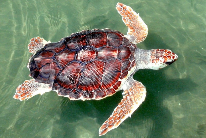tartaruga marinha nadando