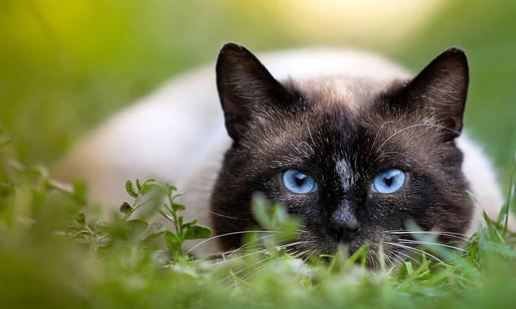 Gato persa com os pelos do rosto pretos e do corpo mais claro.