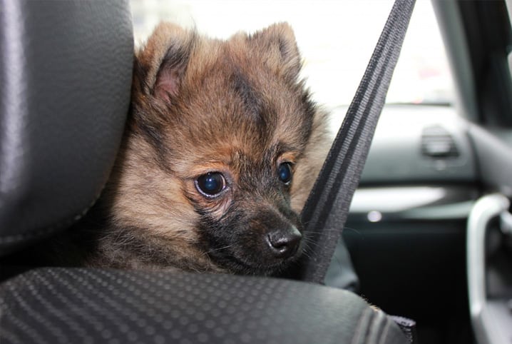 Cachorro sentado no banco do passageiro no carro.