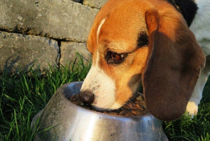 cachorro comendo em um pote