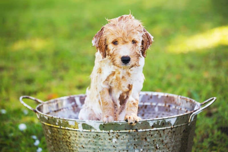Cachorro filhote saindo na bacia com água e sabão.