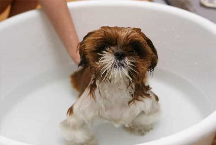 Cachorro dentro da banheira com água.