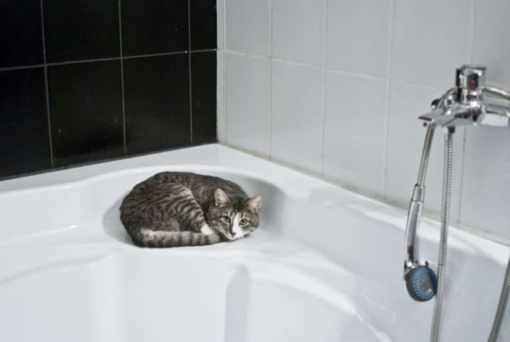 Gato em banheira