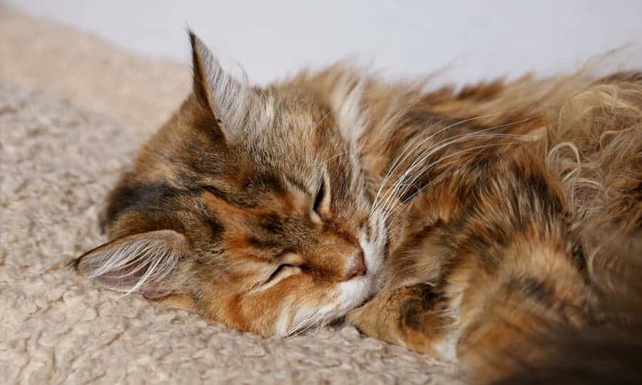 gato com pelo longo dormindo em tapete.