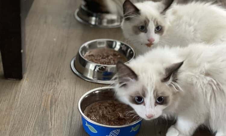 gatos filhotes comendo ração úmida no pote.