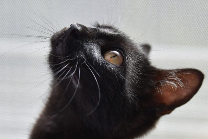 cabeça de gato preto olhando para cima.