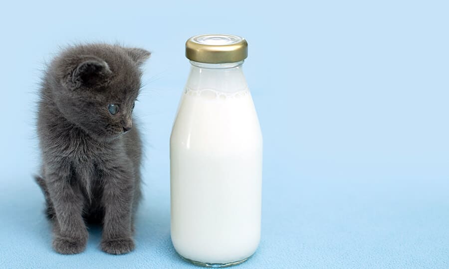 gato pode tomar iogurte natural2