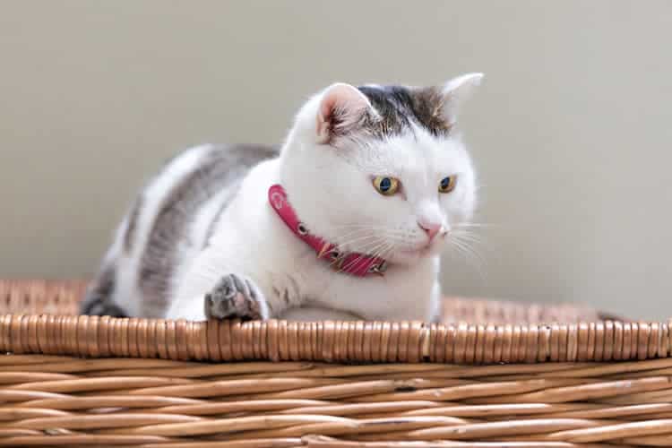 gato de pelo branco e cinza em um cesto