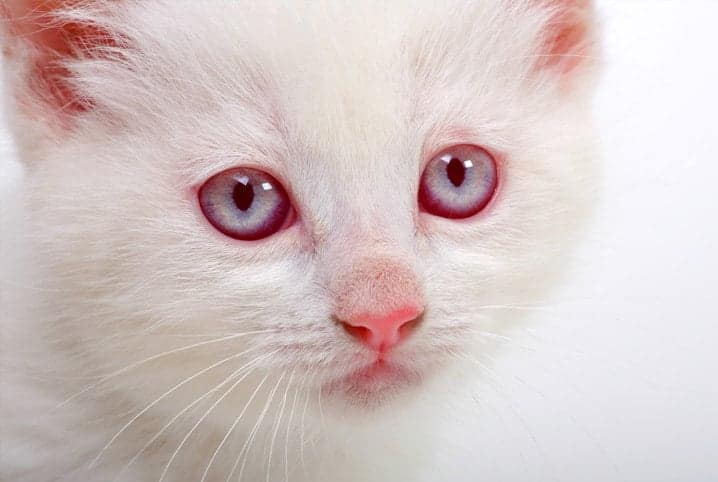 zoom no rosto de um gato branco