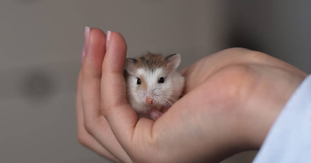 Mão segurando um hamster-anão.