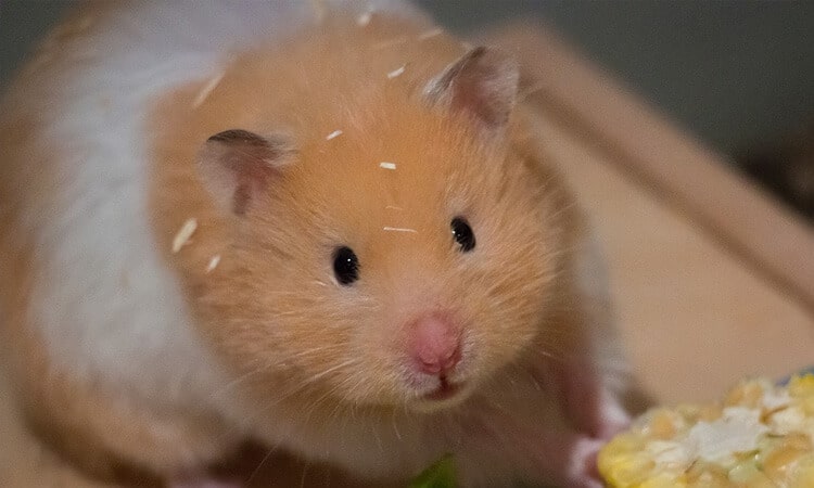 hamster com sementes na cabeça