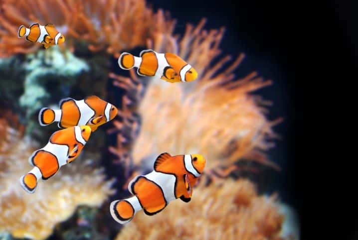 Cinco peixes palhaço nadando no aquário.