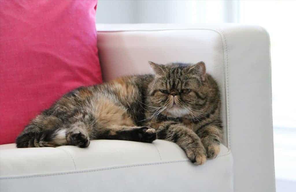 gato exótico deitado em sofá.