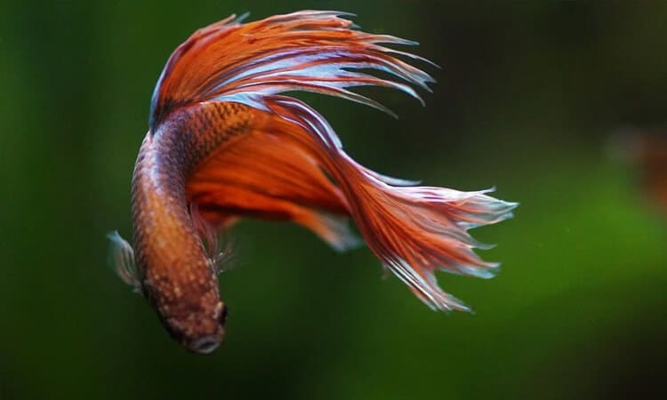 peixe betta laranja nadando.