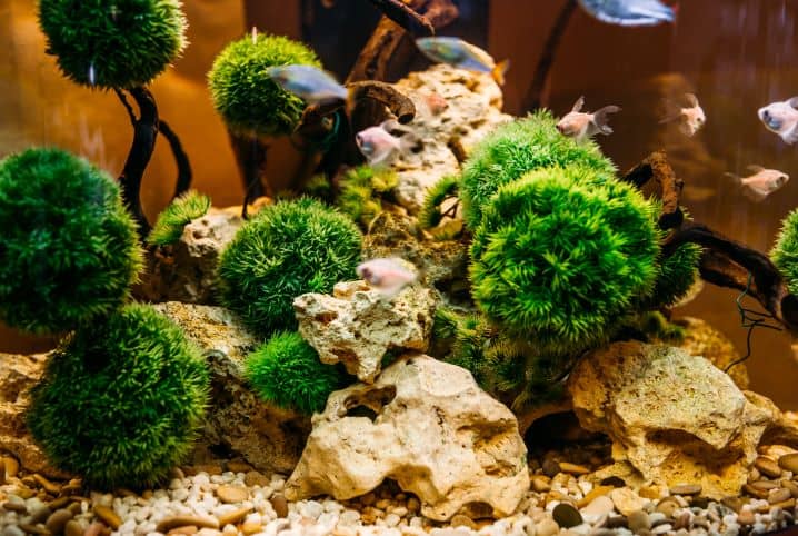 aquário com corais