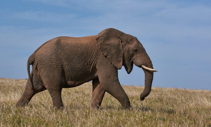 Elefante de lado andando na savana. 
