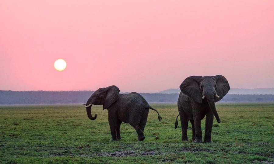 Dois elefantes no pôr-do-sol na savana.