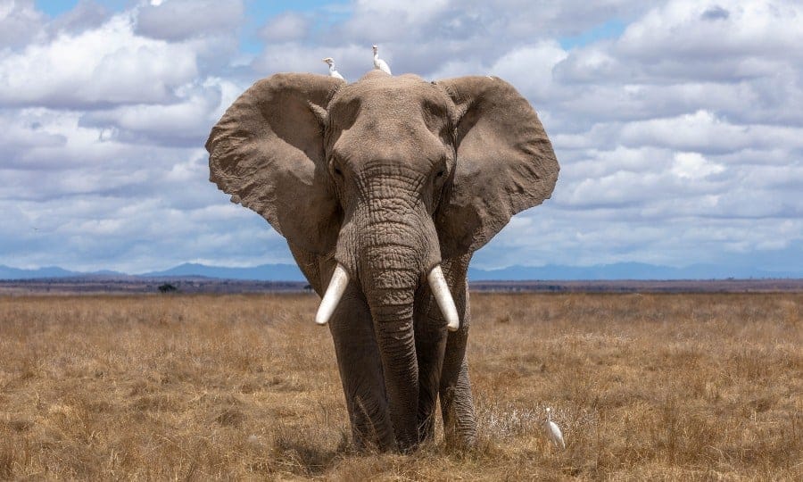 Elefante no meio da savana. 