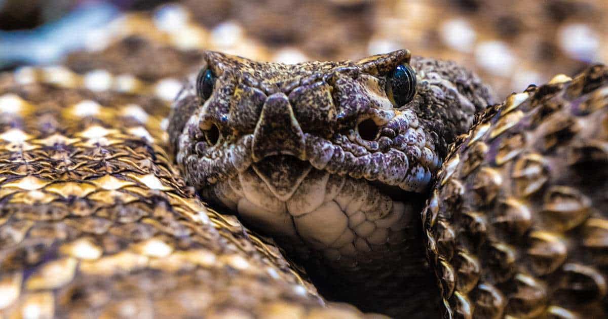 foto em detalhe de uma cobra peçonhenta.