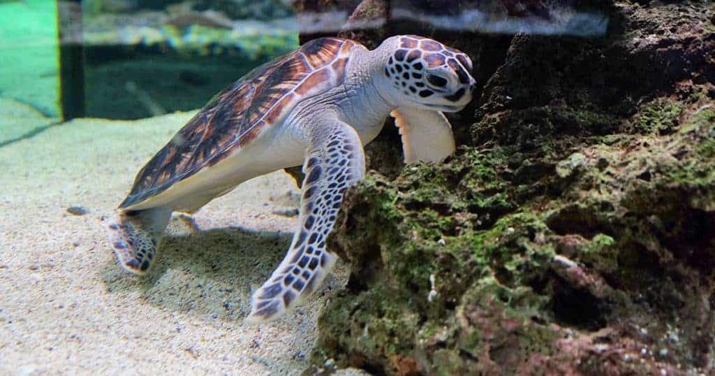 tartaruga nadando perto de corais