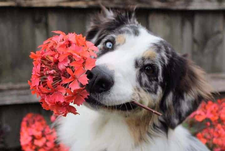cachorro sorrindo enquanto carrega flores vermelhas com a boca.