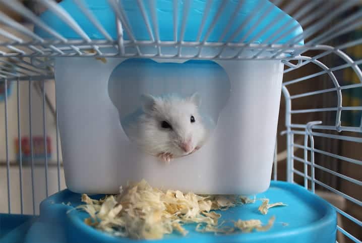 Hamster dentro de gaiola