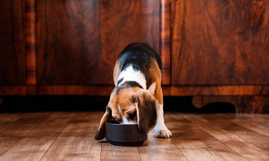 Cachorro beagle comendo na tigela marrom.