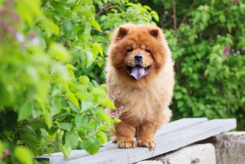 Cachorro ao lado de plantas