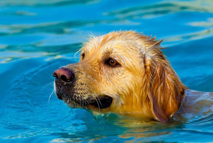 Cachorro labrador nadando na piscina.