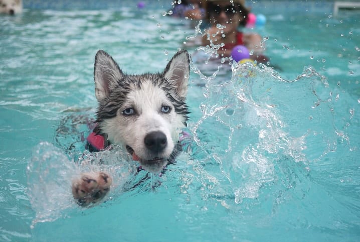 Cachorro husky nadando na piscina.