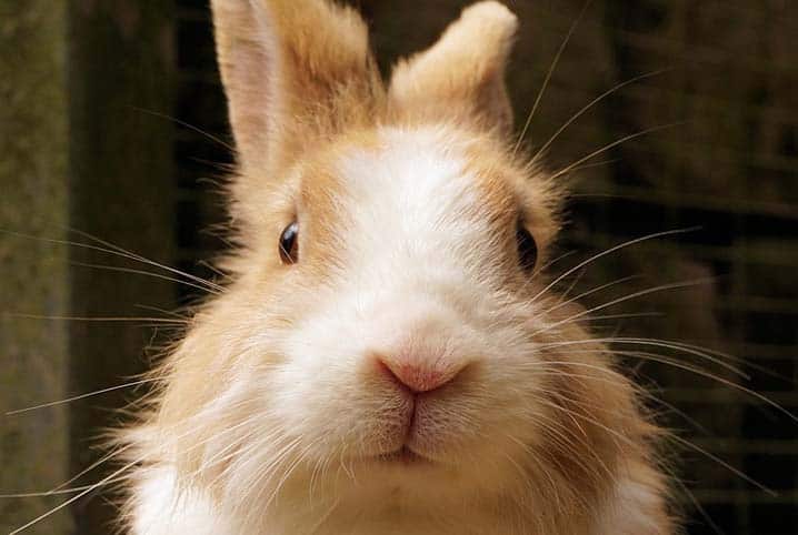 rosto de um coelho de pelo claro
