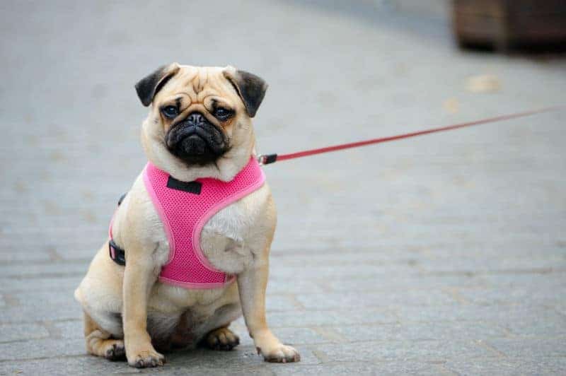 Cachorro pug com coleira e peitoral rosa.