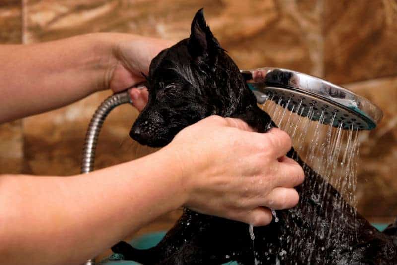 Pessoa enxaguando cachorro durante o banho.