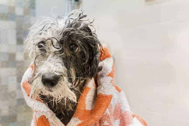 Cachorro molhado e enrolado na toalha depois do banho.