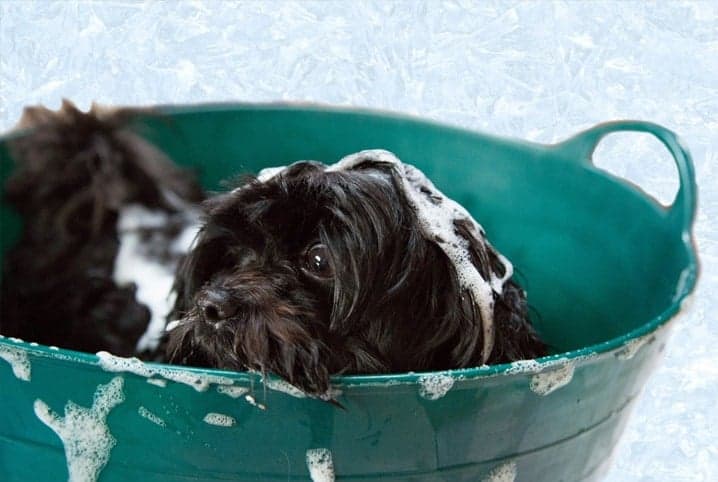 Cachorro com espuma de sabão dentro da banheira de plástico.