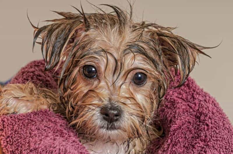 cachorro molhado com toalha rosa