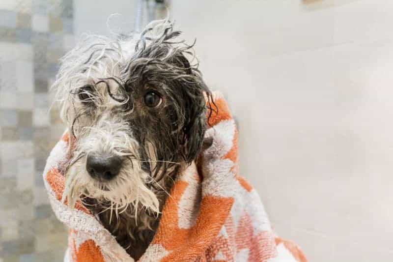 cachorro molhado com toalha