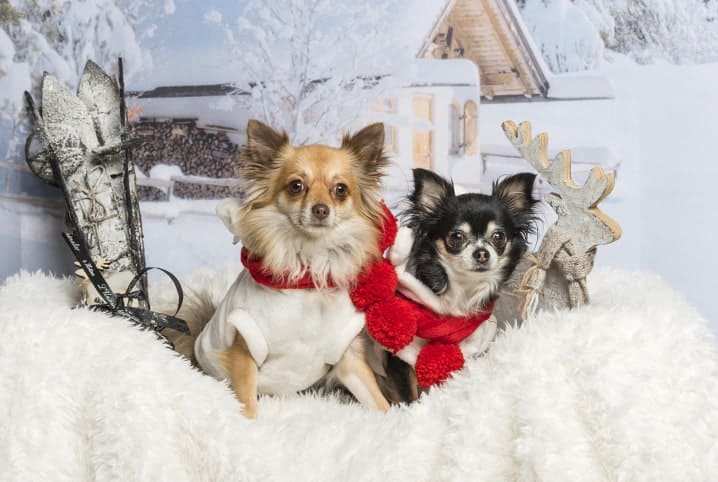 cachorros pequenos com roupa em cenário de natal.