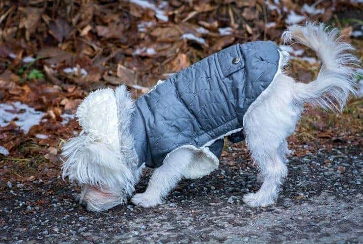cachorro com casaco cheirando folhas secas nno chão.