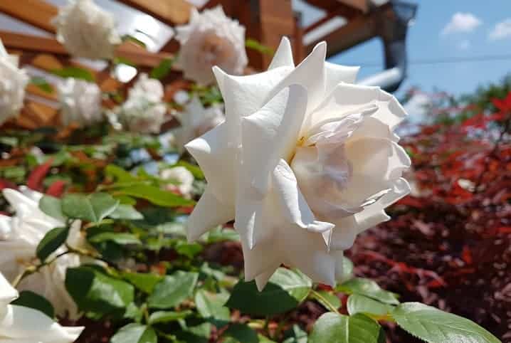 Rosas brancas no jardim.