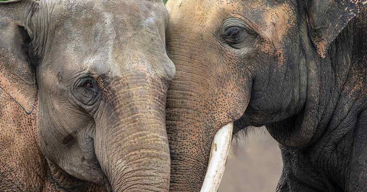 dois elefantes-indianos com os rostos juntos.