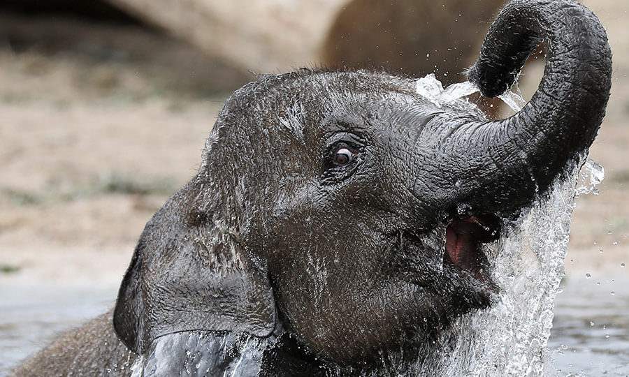 elefante-indiano filhote usando a tromba para se molhar.