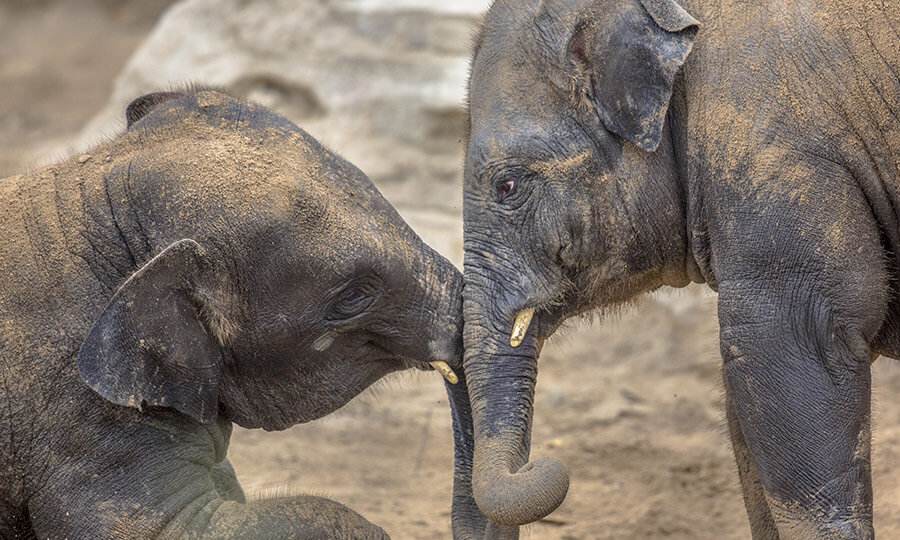 um elefefante-indiano ajudando o outro a levantar.