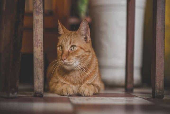 Gato laranja deitado embaixo de uma cadeira de madeira.