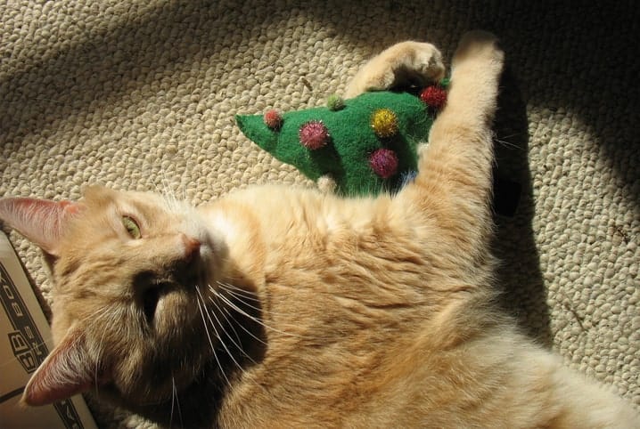 gato com brinquedinho verde