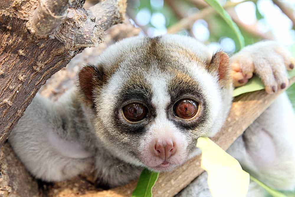lemure com olhos grandes
