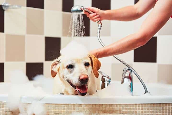 Cachorro labrador tomando banho de banheira.